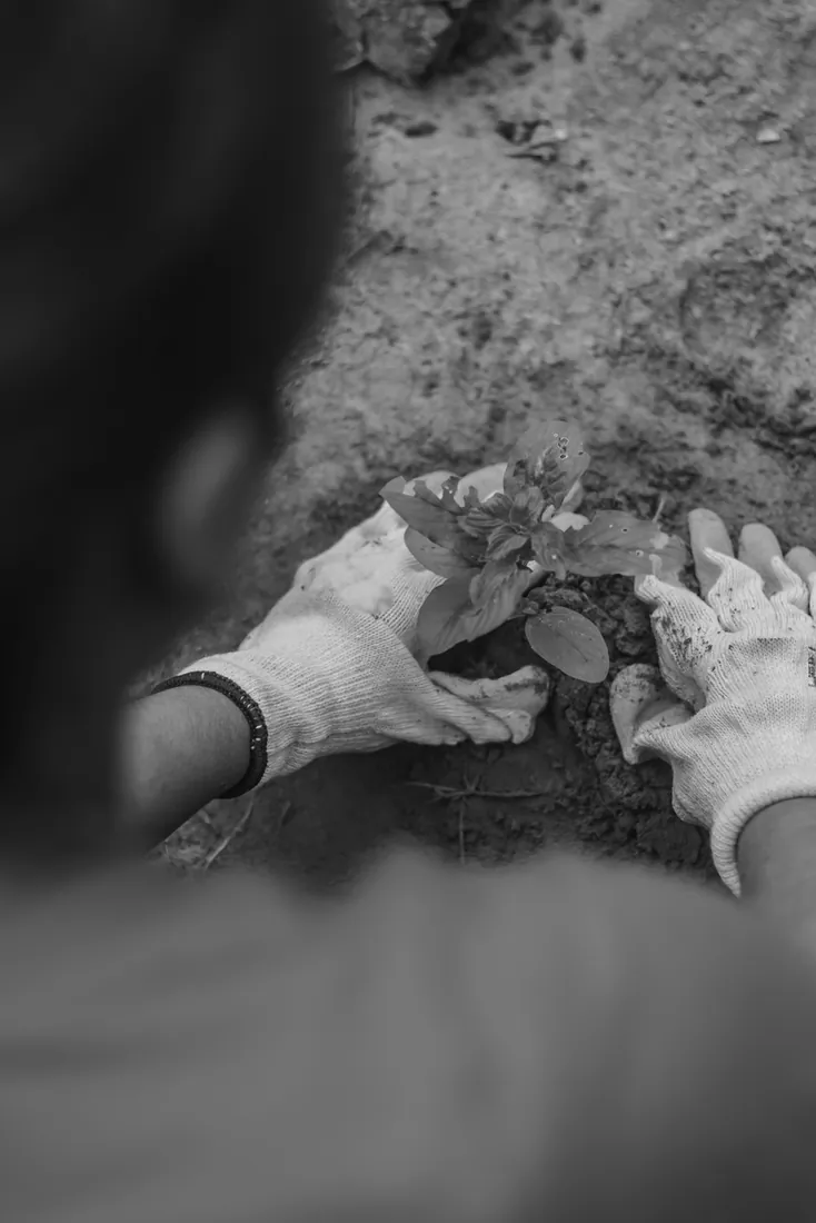 Dos pares de manos con guantes plantando un brote