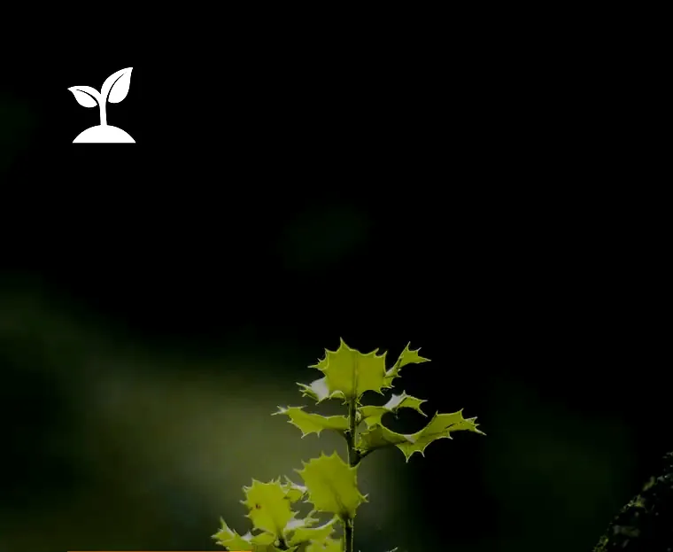 Un brote verde creciendo