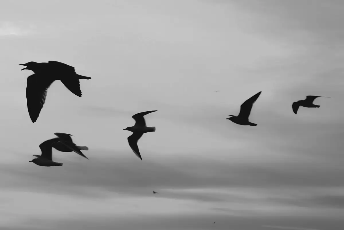 Un grupo de aves volando contra un cielo gris